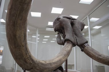 Modern bir filin uzak bir akrabası olan Voyvodina bölgesindeki Kikinda şehrinin müzesinde (Sırbistan) sergilenen Mamooth 