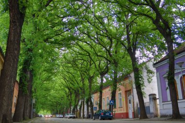 Kikinda şehrinde General Drapsina sokak (Sırbistan), dünyanın en güzel caddelerinden biri