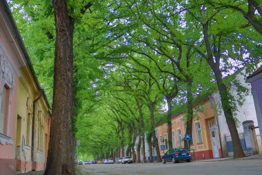 Kikinda şehrinde General Drapsina sokak (Sırbistan), dünyanın en güzel caddelerinden biri