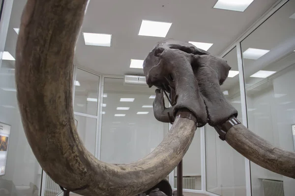 Modern bir filin uzak bir akrabası olan Voyvodina bölgesindeki Kikinda şehrinin müzesinde (Sırbistan) sergilenen Mamooth 