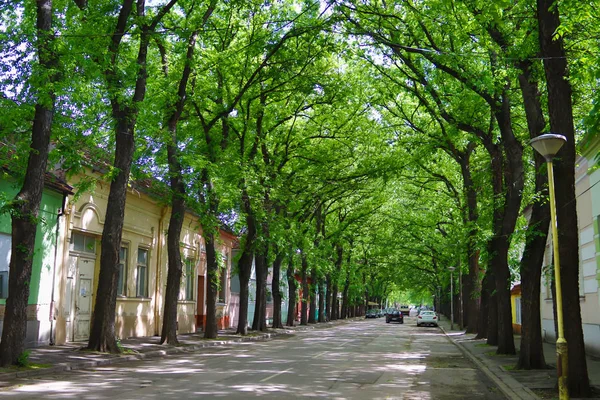 Kikinda Şehrinde General Drapsina Sokak Sırbistan Dünyanın Güzel Caddelerinden Biri — Stok fotoğraf