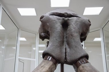 Voyvodina bölgesindeki Kikinda şehrinin müzesinde sergilenen Mamut 