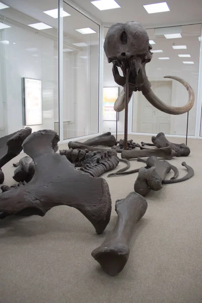 Voyvodina bölgesindeki Kikinda şehrinin müzesinde sergilenen Mamut 
