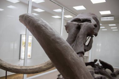 Voyvodina bölgesindeki Kikinda şehrinin müzesinde sergilenen Mamut 
