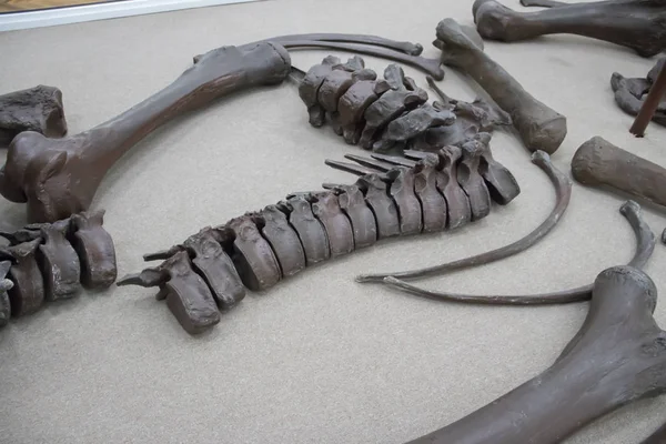 Återstående Mammoth Kika Exponeras Museum Kikinda City Vojvodina Region Serbien — Stockfoto