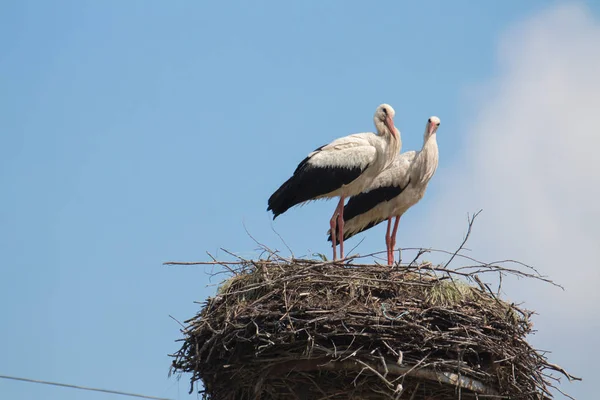 Couple Storks Nest Protecting Youngsters Good Parenting — Stock Photo, Image