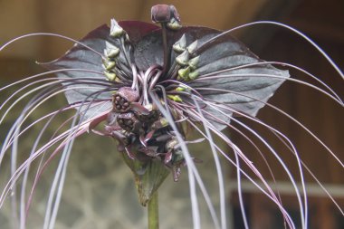 Chinese black bat flower, dangerous look, Mountain Cameroon clipart