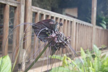 Çin siyah yarasa çiçeği, tehlikeli görünüş, Dağ Kamerunu