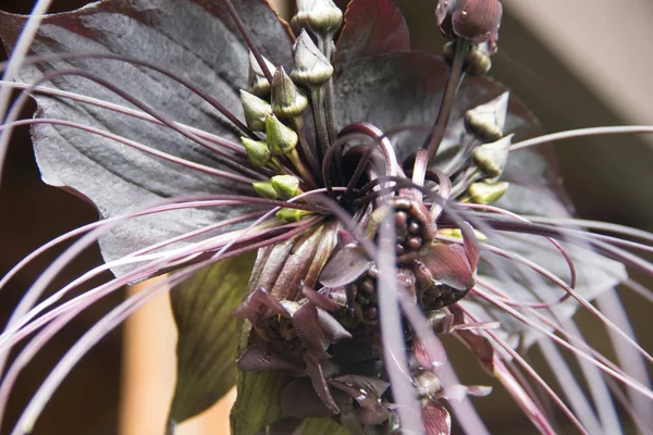 Flor Murciélago Negro Chino Mirada Peligrosa Montaña Camerún — Foto de Stock