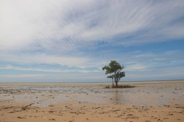 Hint Okyanusu kıyısında gelgit zamanında yalnız bir ağaç. Mozambik, Mecufi Sahili, Pemba Şehri yakınlarında.