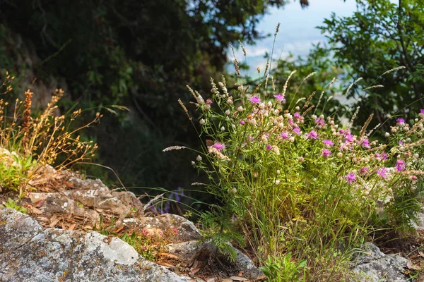 Mooie roze bloem groeit tussen de rotsen. — Stockfoto