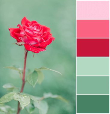 Yeşil arka planda gül, renkli swatch