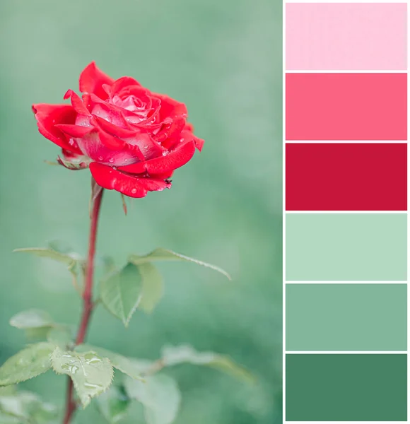 Rose on green background, color swatch — Stock Photo, Image