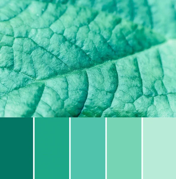 Color matching palette of mint green toned leaf, close up — Stock Photo, Image