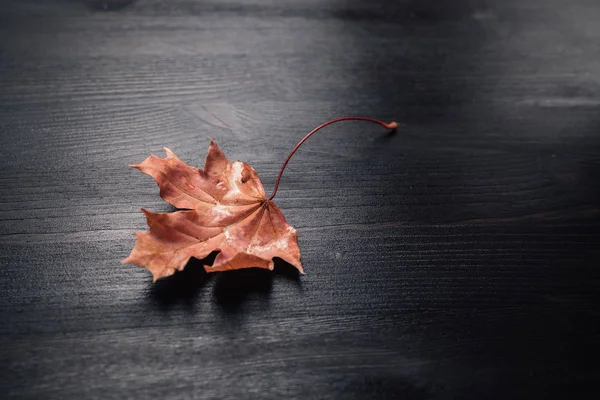 Primer plano de la hoja de otoño de arce — Foto de Stock