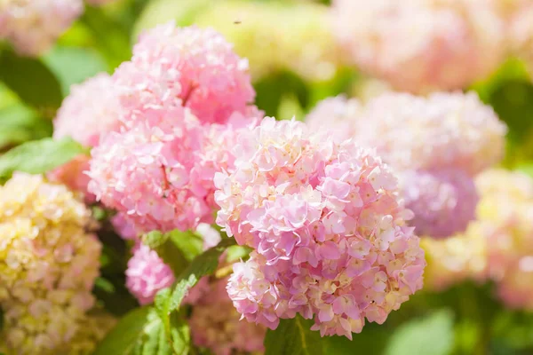 Hydrangea macrophylla virág — Stock Fotó