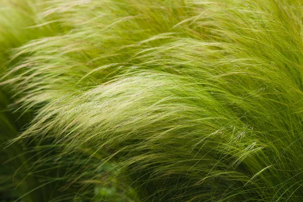 Picturesque grass with a long shiny pile of barley maned — Stock Photo, Image
