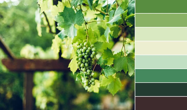 Palette de couleurs assorties du brunch au raisin vert — Photo