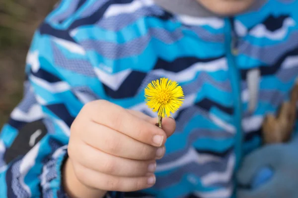 Close up of boy holds flower coltsfoot in his hands. Focus on flower