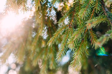 İçlerinde güneş ışığı olan ladin dallarının arka planı. Küçük DoF