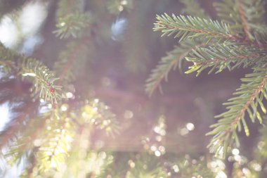 İçlerinde güneş ışığı olan ladin dallarının arka planı. Küçük DoF