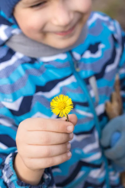 O rapaz tem um coltsfoot de flores nas mãos. Concentre-se na flor — Fotografia de Stock