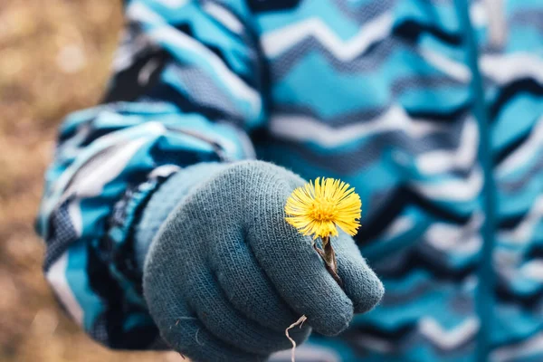 boy holds a flower coltsfoot in his hands. Focus on the flower