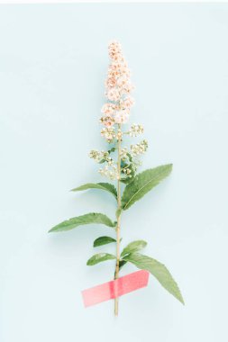 Açık mavi arka plana bantlanmış Spiraea alba ya da Meadowsweet çiçekleri.