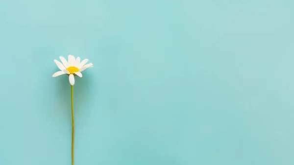 Feld Gänseblümchen Blume auf blauem Hintergrund — Stockfoto