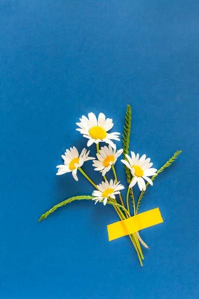 Fleurs de camomille collées sur fond bleu vif. — Photo