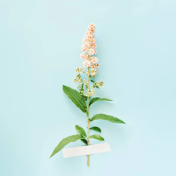 Spiraea alba or meadowsweet flowers taped to light blue background. — Stock Photo, Image