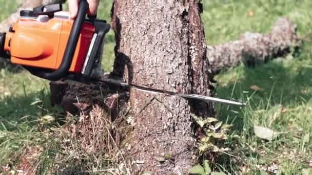 Close-up de serra elétrica corta macieira — Vídeo de Stock