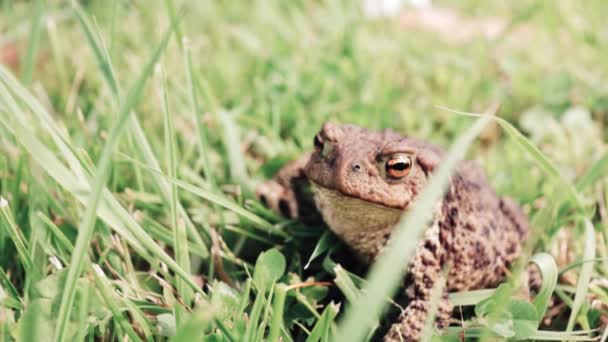 두꺼비는 화창 한 날에 풀 위에 앉아 있습니다. 털 손은 개구리의 몸에 닿는다. 개구리뛰기 — 비디오