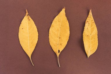 Kahverengi arka planda üç sarı sonbahar yaprağı