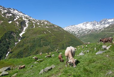 İsviçre inekleri alp yamaçta güneşli gün otlatma 