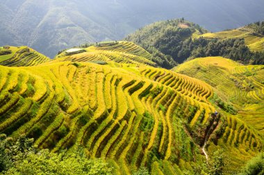 Longsheng pirinç terasları Guangxi, China Longsheng ilçesinde bulunan