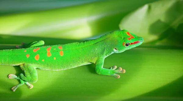 Яскраві Зелені Gecko Гілці Дерева Цюріху Зоопарк — стокове фото