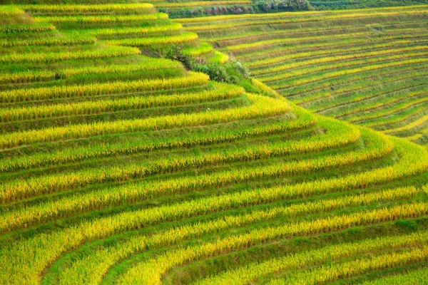 Longsheng Rice Terraces Localizado Condado Longsheng Guangxi China — Fotografia de Stock