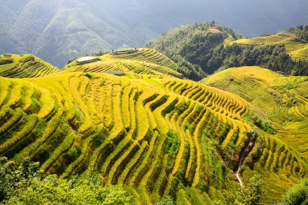 Longsheng Rice Terraces Localizado Condado Longsheng Guangxi China — Fotografia de Stock