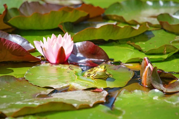 Natural Swamp Water Lilies Frog — Stock Photo, Image