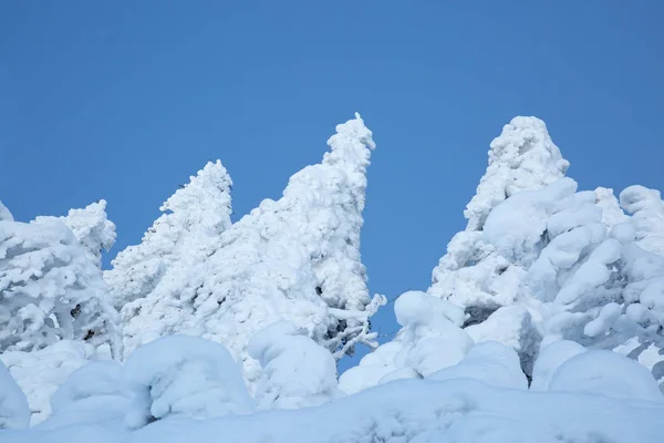 瑞士阿尔卑斯山冬季的积雪覆盖的树木 — 图库照片