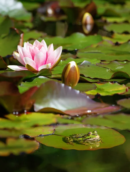 Natural Swamp Water Lilies Frog — Stock Photo, Image