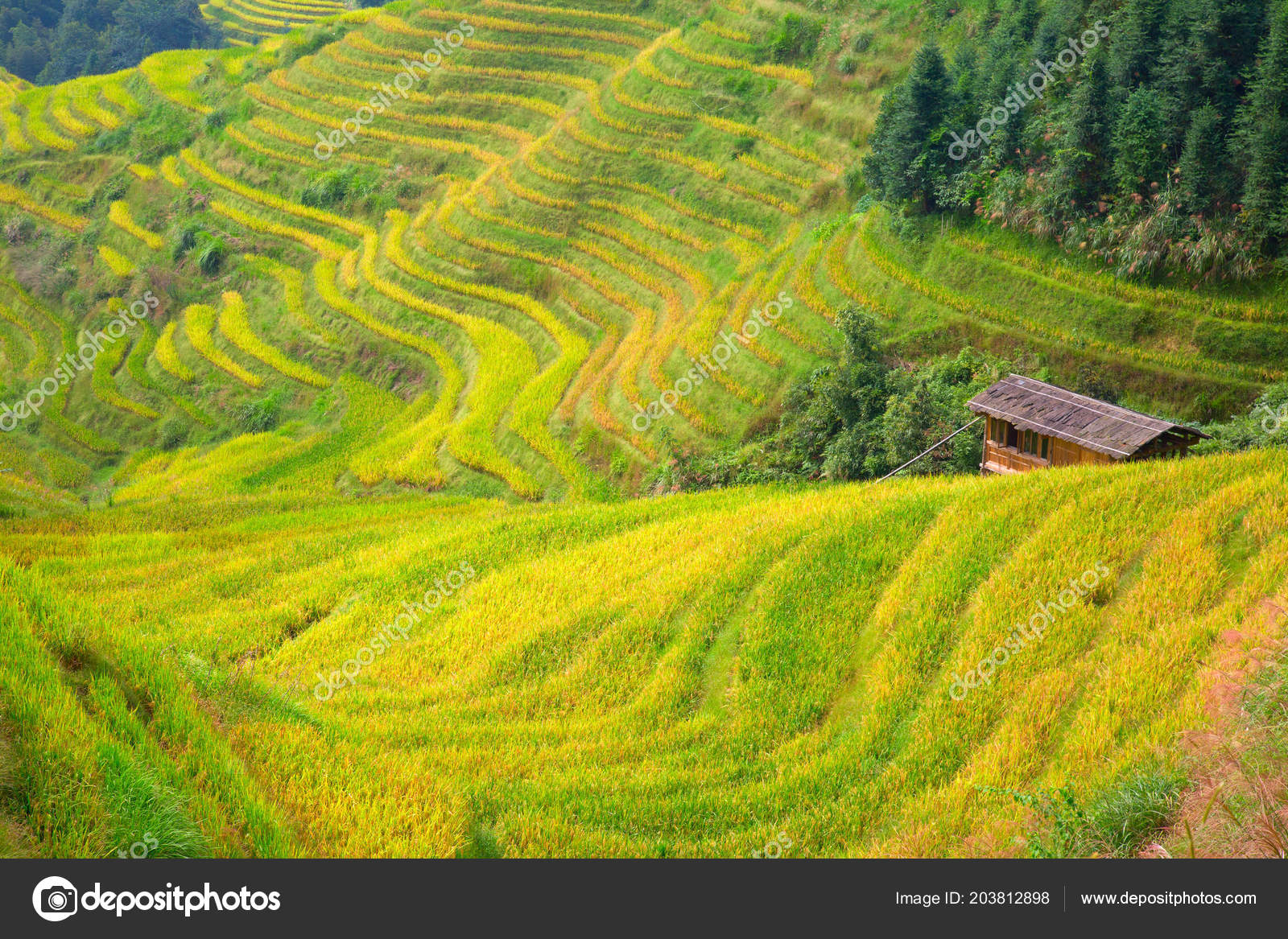 Rice terraces in Longshchen Rice terraces in Longshchen