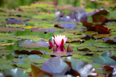 Doğal bataklık ile su lilyum