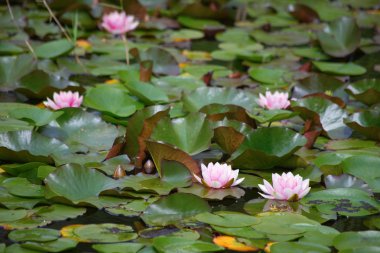 Doğal bataklık ile su lilyum