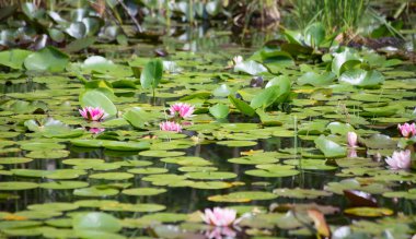 Doğal bataklık ile su lilyum