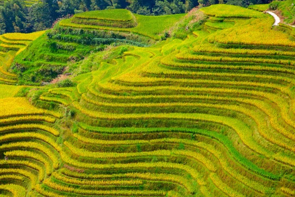 Longsheng pirinç terasları (ejderha omurga) olarak da bilinen Longji pirinç terasları Longsheng ilçesinde yaklaşık 100 kilometre (62 mil) Guilin, Guangxi, China bulunan.