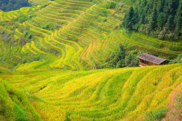 Longsheng Rice Terraces Dragons Backbone Também Conhecido Como Longji Rice — Fotografia de Stock