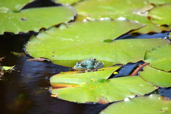 Natural Swamp Water Lillies — Stock Photo, Image