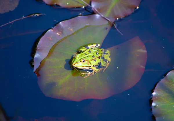 Natural Swamp Water Lillies — Stock Photo, Image